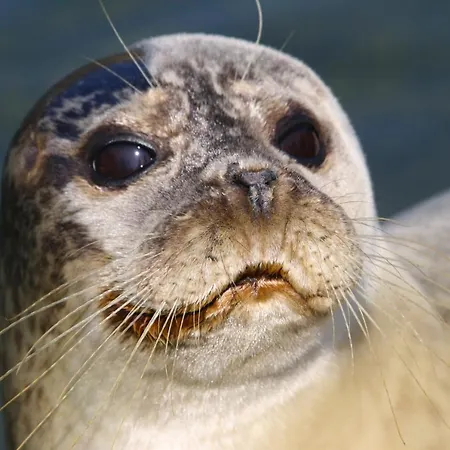 K1889 - Elin * رين