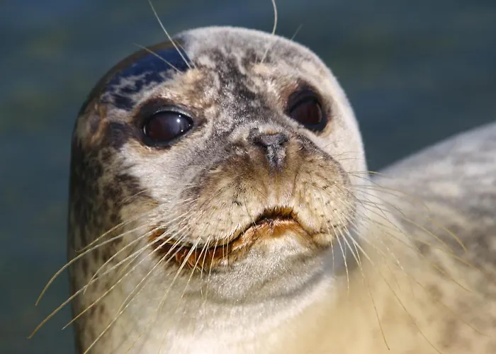 K1889 - Elin * رين